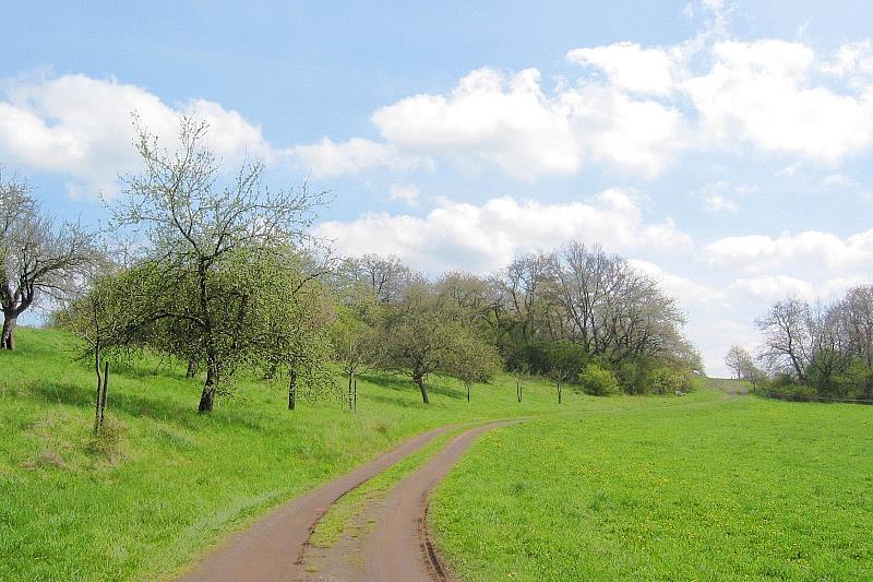 Klein-Eichen